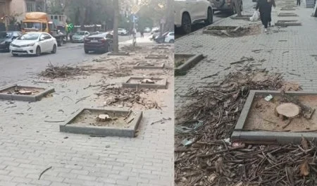 1776346423_agaclar-nerimanovvv