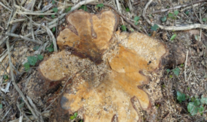 1776683821_screenshot-2026-04-20-151145